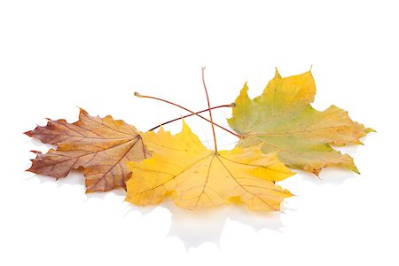 simsearch:400-06852043,k - Colorful autumn maple leaves. Isolated on white background Fotografie stock - Microstock e Abbonamento, Codice: 400-07179565