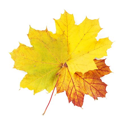 simsearch:400-04651966,k - Colorful autumn maple leaves. Isolated on white background Foto de stock - Super Valor sin royalties y Suscripción, Código: 400-07179566