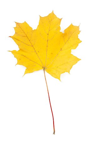 simsearch:400-04651966,k - Colorful autumn maple leaf. View from above. Isolated on white background Foto de stock - Super Valor sin royalties y Suscripción, Código: 400-07179567