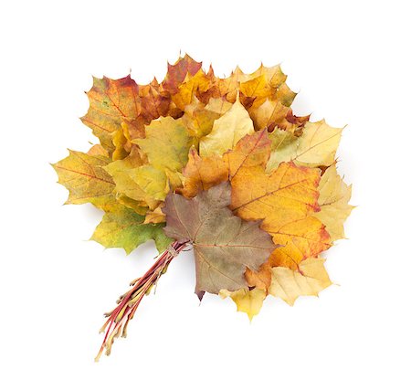 simsearch:400-04651966,k - Colorful autumn maple leaves bunch. Isolated on white background Foto de stock - Super Valor sin royalties y Suscripción, Código: 400-07179563