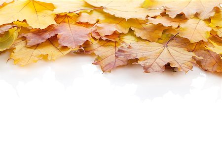 simsearch:622-02354988,k - Colorful autumn maple leaves frame. Isolated on white background Stock Photo - Budget Royalty-Free & Subscription, Code: 400-07179574