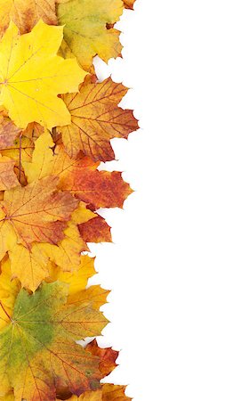 simsearch:622-02354988,k - Colorful autumn maple leaves frame. Isolated on white background Stock Photo - Budget Royalty-Free & Subscription, Code: 400-07179577