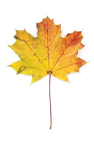 simsearch:400-04651966,k - Colorful autumn maple leaf. View from above. Isolated on white background Foto de stock - Super Valor sin royalties y Suscripción, Código: 400-07179570