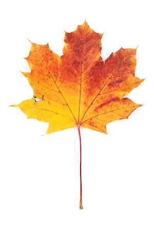 simsearch:400-06852043,k - Colorful autumn maple leaf. View from above. Isolated on white background Fotografie stock - Microstock e Abbonamento, Codice: 400-07179571