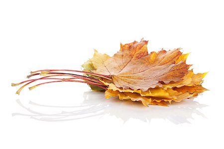 simsearch:400-06852043,k - Colorful autumn maple leaves. Isolated on white background Fotografie stock - Microstock e Abbonamento, Codice: 400-07179589