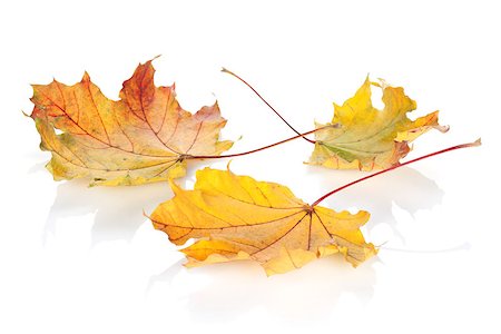 simsearch:400-06852043,k - Colorful autumn maple leaves. Isolated on white background Fotografie stock - Microstock e Abbonamento, Codice: 400-07179594