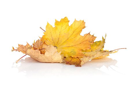 simsearch:400-06852043,k - Colorful autumn maple leaves. Isolated on white background Fotografie stock - Microstock e Abbonamento, Codice: 400-07179595