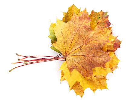 simsearch:400-04651966,k - Colorful autumn maple leaves. Isolated on white background Foto de stock - Super Valor sin royalties y Suscripción, Código: 400-07179590