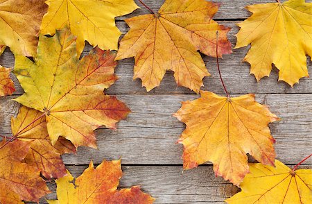 simsearch:400-06852043,k - Colorful autumn maple leaves on wooden table Fotografie stock - Microstock e Abbonamento, Codice: 400-07179592