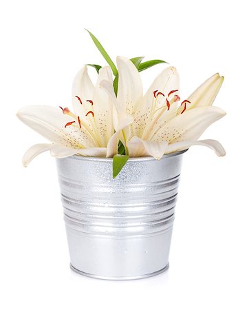 easter lily background - White lily flowers in bucket. Isolated on white background Stock Photo - Budget Royalty-Free & Subscription, Code: 400-07179753