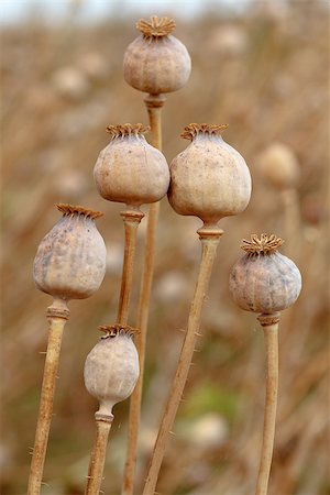 poppies pods - Detail of dry tree poppyheads on the field with shallow focus Stock Photo - Budget Royalty-Free & Subscription, Code: 400-07170020