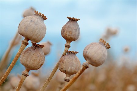 poppies pods - Detail of dry tree poppyheads on the field with shallow focus against blue sky Stock Photo - Budget Royalty-Free & Subscription, Code: 400-07170021