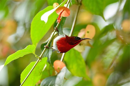 beautiful male Crimson Sunbird (Aethopyga siparaja) in Thai forest Foto de stock - Super Valor sin royalties y Suscripción, Código: 400-07170245