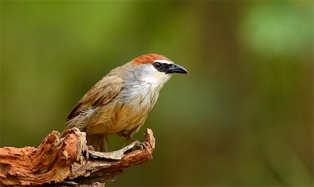 simsearch:400-07170249,k - beautiful chestnut-capped babbler resting on log in forest of Thailand Photographie de stock - Aubaine LD & Abonnement, Code: 400-07170254