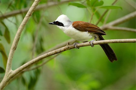 simsearch:400-07170249,k - beautiful white-crested laughingthrush (Garrulax leucolophus) possing on tree Photographie de stock - Aubaine LD & Abonnement, Code: 400-07170250