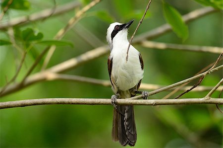 simsearch:400-07170249,k - beautiful white-crested laughingthrush (Garrulax leucolophus) possing on tree Photographie de stock - Aubaine LD & Abonnement, Code: 400-07170251