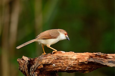 simsearch:400-07170249,k - beautiful yellow-eyed babbler resting on log in forest of Thailand Photographie de stock - Aubaine LD & Abonnement, Code: 400-07170253