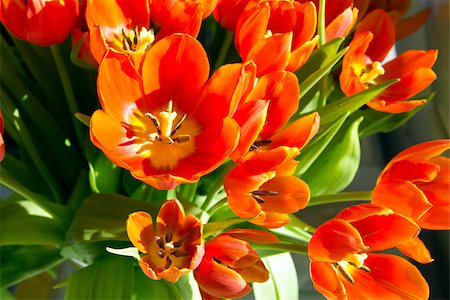 simsearch:400-05891971,k - tulips in sunlight Stock Photo - Budget Royalty-Free & Subscription, Code: 400-07170304