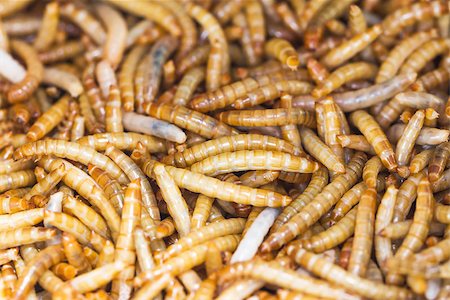 simsearch:400-04989239,k - Meal worms is the common name for the larvae of the beetle Tenebrio molitor. Stock Photo - Budget Royalty-Free & Subscription, Code: 400-07171084