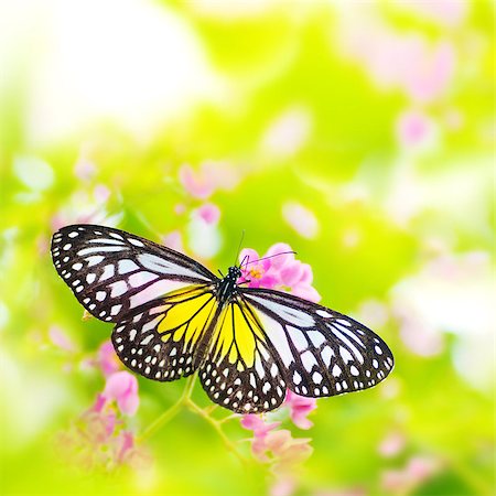 simsearch:400-04330574,k - Butterfly. Parantica aspasia (Yellow Glassy Tiger) feeding on flower. Foto de stock - Super Valor sin royalties y Suscripción, Código: 400-07171457