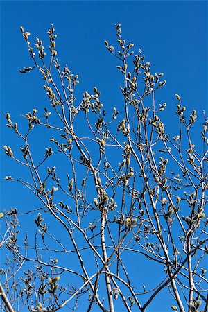simsearch:400-04808603,k - willow branches with buds of spring on the background of blue sky Stock Photo - Budget Royalty-Free & Subscription, Code: 400-07171564