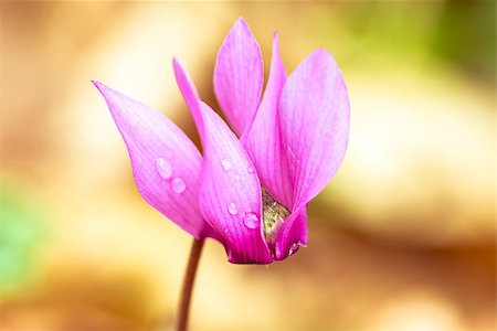 Macro shot of beautiful pink cyclamen. Photographie de stock - Aubaine LD & Abonnement, Code: 400-07171598