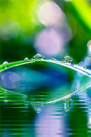 simsearch:400-07258772,k - Macro shot of beautiful green grass with dewdrops leaning over peaceful water. Stock Photo - Budget Royalty-Free & Subscription, Code: 400-07171592