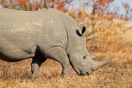 rhino south africa - White (square-lipped) rhinoceros (Ceratotherium simum), South Africa Stock Photo - Budget Royalty-Free & Subscription, Code: 400-07171998