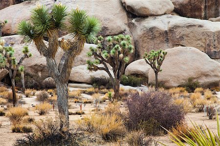 Joshua Tree National Park, USA. Detail of this amazing and unique place Stock Photo - Budget Royalty-Free & Subscription, Code: 400-07172108