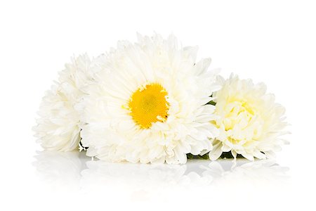 simsearch:400-07179442,k - White aster flowers. Isolated on white background Stock Photo - Budget Royalty-Free & Subscription, Code: 400-07172403
