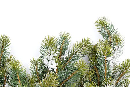 snow covered spruce branch - Fir tree branch covered with snow. Isolated on white background Stock Photo - Budget Royalty-Free & Subscription, Code: 400-07172499