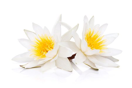easter lily background - Water lily. Isolated on white background Stock Photo - Budget Royalty-Free & Subscription, Code: 400-07172614