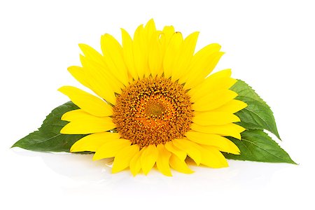 simsearch:400-07179442,k - Sunflower. Isolated on white background Stock Photo - Budget Royalty-Free & Subscription, Code: 400-07172616