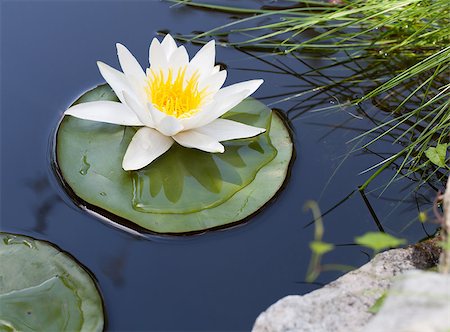 easter lily background - Water lily floating on lake Stock Photo - Budget Royalty-Free & Subscription, Code: 400-07172611