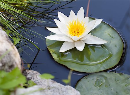 Water lily floating on lake Stock Photo - Budget Royalty-Free & Subscription, Code: 400-07172612