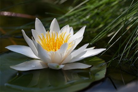 easter lily background - Water lily floating on lake Stock Photo - Budget Royalty-Free & Subscription, Code: 400-07172613
