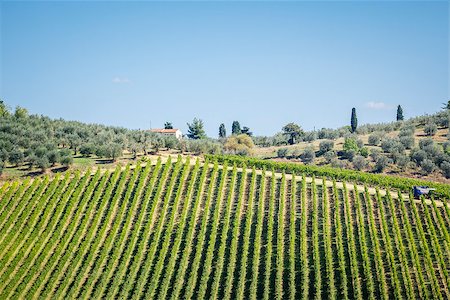 An image of a nice wine hill in Italy Stock Photo - Budget Royalty-Free & Subscription, Code: 400-07172671