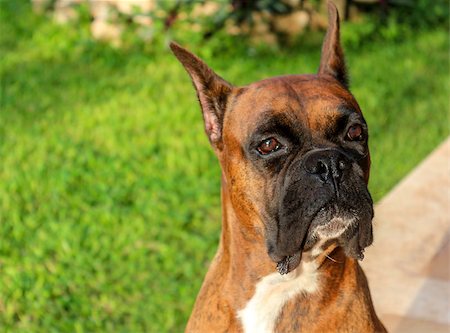 Cute Boxer dog looking off camera Stock Photo - Budget Royalty-Free & Subscription, Code: 400-07172826