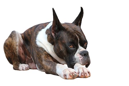 schauhund - A Beautiful  Purebred Boxer Dog relaxing Stockbilder - Microstock & Abonnement, Bildnummer: 400-07172822