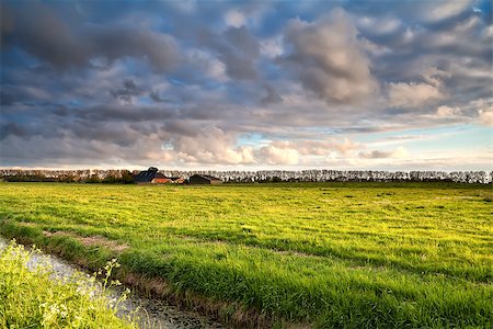 simsearch:400-07295947,k - Dutch farmland in golden before sunset light, Netherlands Fotografie stock - Microstock e Abbonamento, Codice: 400-07173526