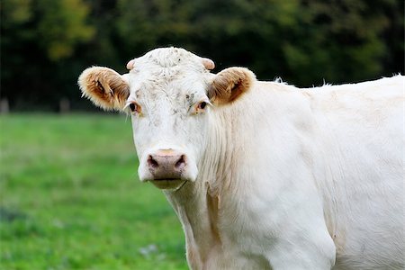 simsearch:400-08075707,k - Cow standing on a green meadow Stockbilder - Microstock & Abonnement, Bildnummer: 400-07173720