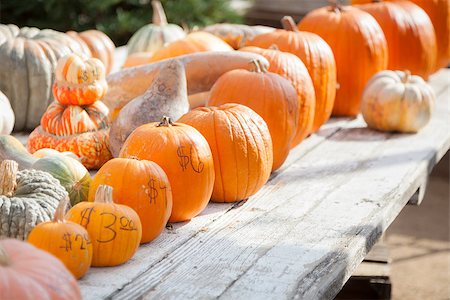 simsearch:400-04744313,k - Fresh Orange Pumpkins and Hay in a Rustic Outdoor Fall Setting. Foto de stock - Super Valor sin royalties y Suscripción, Código: 400-07173754