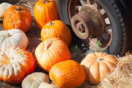 simsearch:400-07173767,k - Fresh Orange Pumpkins and Old Rusty Antique Tire in a Rustic Outdoor Fall Setting. Foto de stock - Royalty-Free Super Valor e Assinatura, Número: 400-07173755