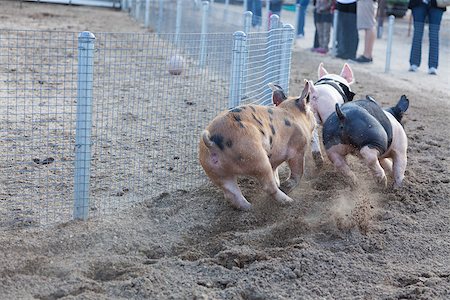 fun fair win - A Fun Day at the Little Pig Races â?? Cute Pigs Running Around a Track. Stock Photo - Budget Royalty-Free & Subscription, Code: 400-07173765