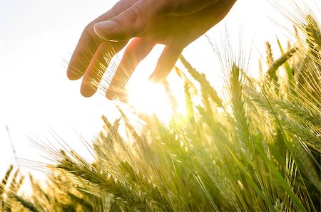 Hand over wheat field in early summer evening. Photographie de stock - Aubaine LD & Abonnement, Code: 400-07173963