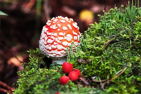 simsearch:400-06762728,k - Fly-agaric in forest with little green mushrooms and red berry Foto de stock - Super Valor sin royalties y Suscripción, Código: 400-07173981