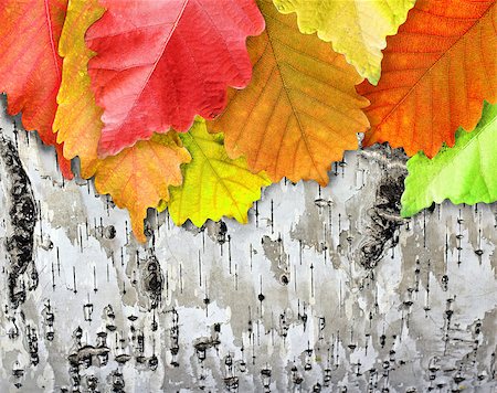 simsearch:400-07505799,k - Autumn Leaves over wooden background Stock Photo - Budget Royalty-Free & Subscription, Code: 400-07184744