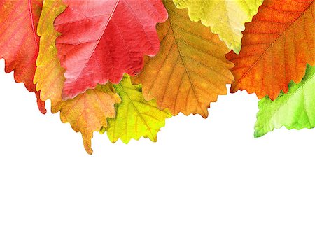 simsearch:400-07505799,k - Autumn leaves frame over white for your text Stock Photo - Budget Royalty-Free & Subscription, Code: 400-07184745