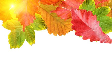 simsearch:400-07505799,k - Autumn leaves frame over white for your text Stock Photo - Budget Royalty-Free & Subscription, Code: 400-07184746