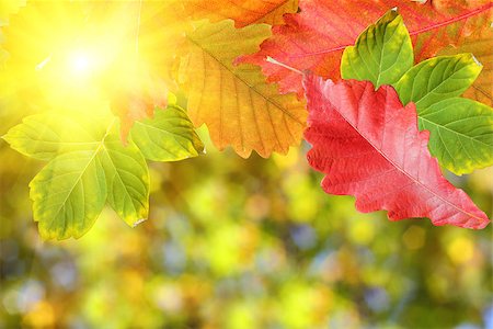 simsearch:400-07505799,k - Background of autumn leaves Stock Photo - Budget Royalty-Free & Subscription, Code: 400-07184743